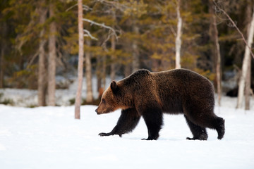 Brown bear walking in the snow