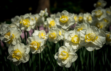 Netherlands,Lisse, a close up of a flower