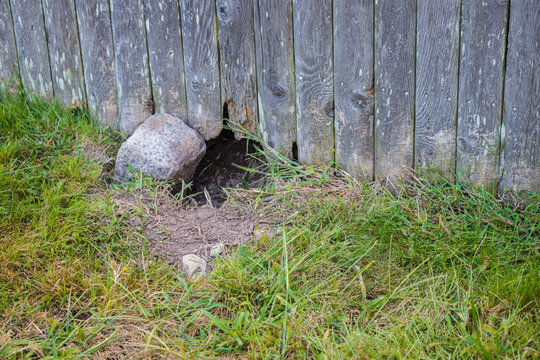 wild animal dug hole under fence