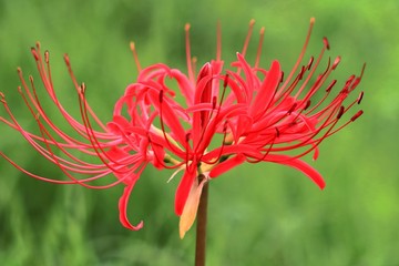 鮮紅色の彼岸花