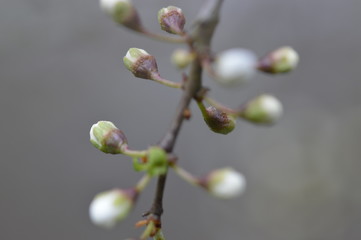white hawthorn buds open in spring macro
