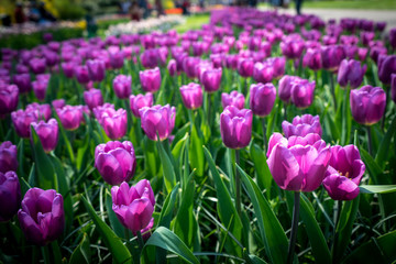 Netherlands,Lisse, a close up of a bunch of purple flowers