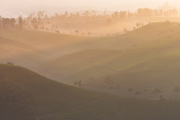 Fototapeta na wymiar Sunrise in the tea plantation, Indonesia