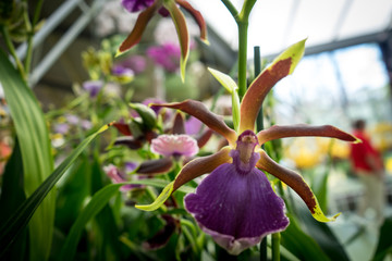 Netherlands,Lisse, a purple flower on a plant