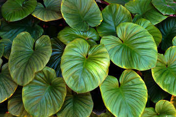 Green Leaf background. Green leaf texture.