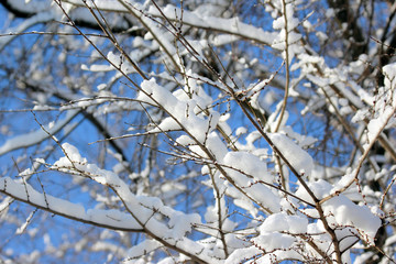 snow-covered tree branches in winter