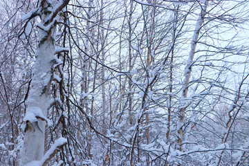 Trees covered with snow
