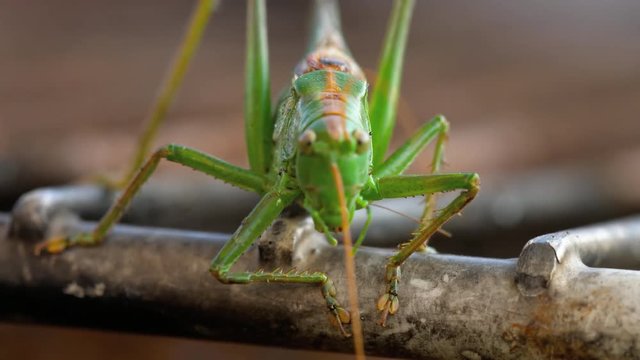 Big green locust male