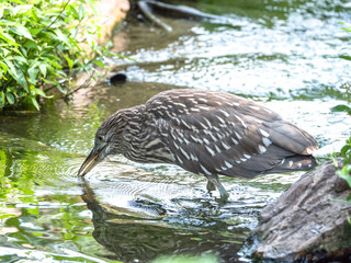A large beautiful female black crowned night heron bird searches for fish in a small stream of water.