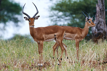 Naklejka na ściany i meble Impala photographed in the savannah of Tanzania