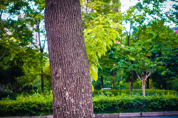 Walking in the autumn street, photographed trees