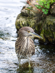 A large beautiful female black crowned night heron bird searches for fish in a small stream of water.