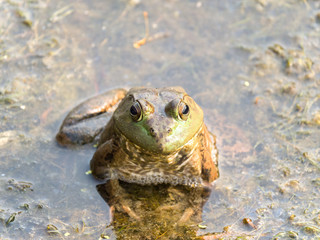 Close up photograph of a large male bull frog sitting on seaweed at the surface of water in a pond in Chicago.