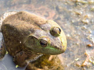Close up photograph of a large male bull frog sitting on seaweed at the surface of water in a pond in Chicago.