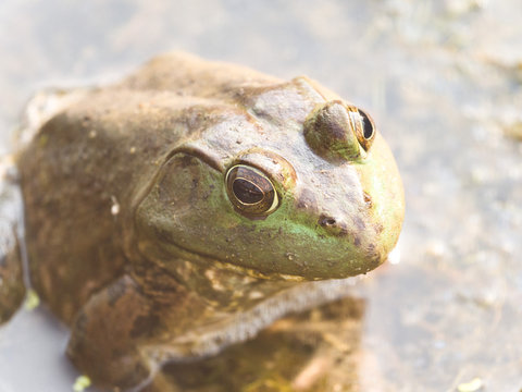 Close up photograph of a large male bull frog sitting on seaweed at the surface of water in a pond in Chicago.