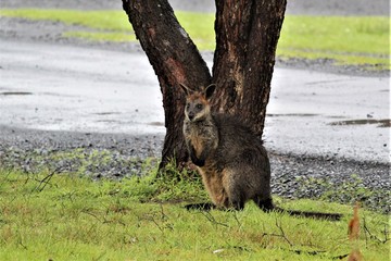 Australian Wallaby on Phillip Island