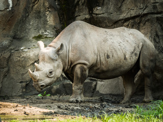 Naklejka premium A closeup full body animal portrait of a large adult eastern black rhinoceros.