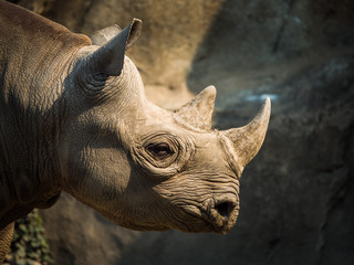 A closeup view of the head and horns of a large adult eastern black rhinoceros. © Joseph Kirsch