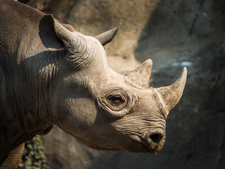 Obraz premium A closeup view of the head and horns of a large adult eastern black rhinoceros.