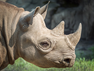 A closeup view of the head and horns of a large adult eastern black rhinoceros.