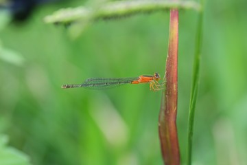 Lady of the insect world 