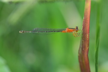 Lady of the insect world 