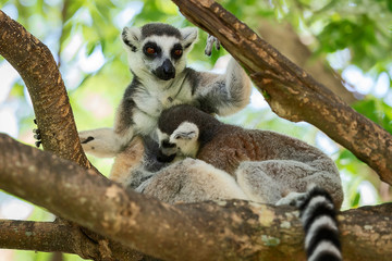 Lemur catta.