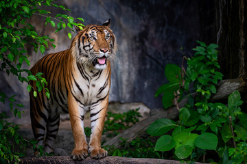 Portrait of tiger.