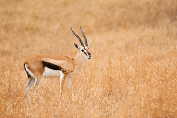 Male Thomson's gazelle (Eudorcas thomsonii)