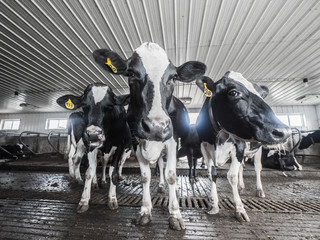 A group of black and white Holstein dairy cows in a cattle shed stand looking into the camera with...