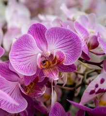 Netherlands,Lisse, a close up of a purple flower