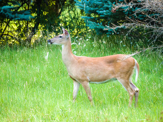 Close up wildlife nature photograph of a female doe deer standing in a grassy opening in a meadow with trees in the background.