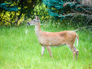 Funny or humorous close up wildlife nature photograph of a female doe white tail deer standing in a grassy opening in a meadow with her tongue sticking out and trees in the background.