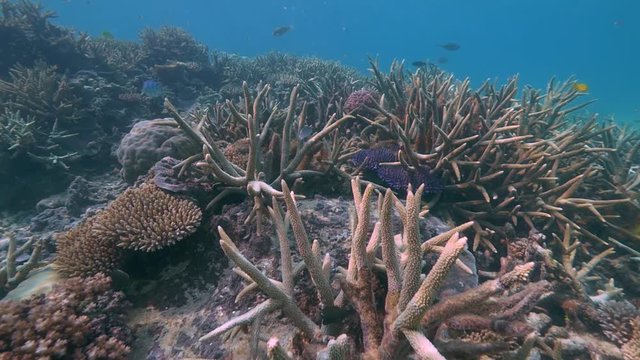 Pristine healthy unbleached Great Barrier Reef