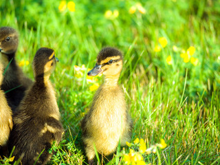 Adorable close up photograph of a group of soft and cute baby ducklings on green grass with yellow wildflowers and bright sun lighting shining down from above in spring or summer.
