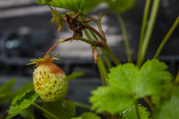 Home cultivated strawberry
