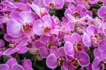 Fototapeta na wymiar Netherlands,Lisse, a close up of a purple flower