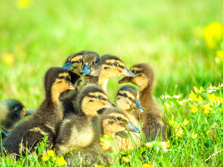 Adorable close up photograph of a group of soft and cute baby ducklings on green grass with yellow wildflowers and bright sun lighting shining down from above in spring or summer.
