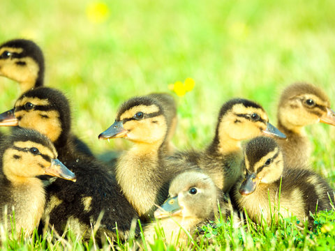 Adorable Close Up Photograph Of A Group Of Soft And Cute Baby Ducklings On Green Grass With Yellow Wildflowers And Bright Sun Lighting Shining Down From Above In Spring Or Summer.