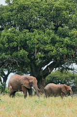 Elephants (Loxodonta africana) walking under a big tree.