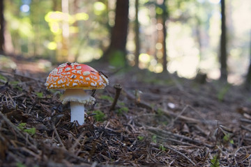 red and white spotted