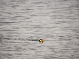 A dog swims out and retrieves a ball thrown by its owner into Lake Michigan with its head sticking above water and ball in its mouth as it doggy paddles back to shore.