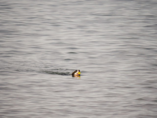 A dog swims out and retrieves a ball thrown by its owner into Lake Michigan with its head sticking above water and ball in its mouth as it doggy paddles back to shore. © Joseph Kirsch