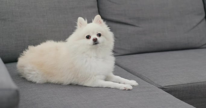 Pomeranian dog sit on sofa