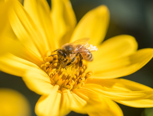 Honeybee (Apis mellifera) gathering nectar and pollen from a wild yellow sunflower (Helianthus)