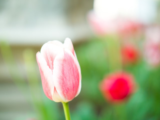 Beautiful close-up flower macro photo of pink and red tulips planted in a garden along the streets in downtown Chicago in spring with blurred bokeh background.