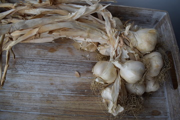 Uncleaned garlic heads with roots and stems on a wooden painted light background. Copy space.