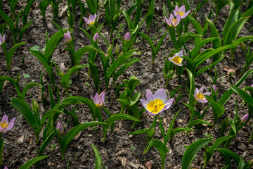 Netherlands,Lisse, CLOSE-UP OF FRESH PURPLE CROCUS FLOWERS IN FIELD