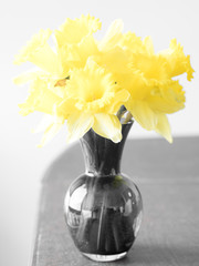 Closeup macro photograph of yellow daffodil flowers in a vase sitting on a dining table with all other colors made unsaturated with natural light.