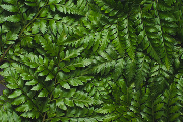 Green leatherleaf fern background.